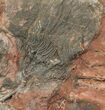 Silurian Fossil Crinoid (Scyphocrinites) Plate - Morocco #118545-1